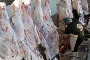 کشتارگاه سنتی بهسازی شوند