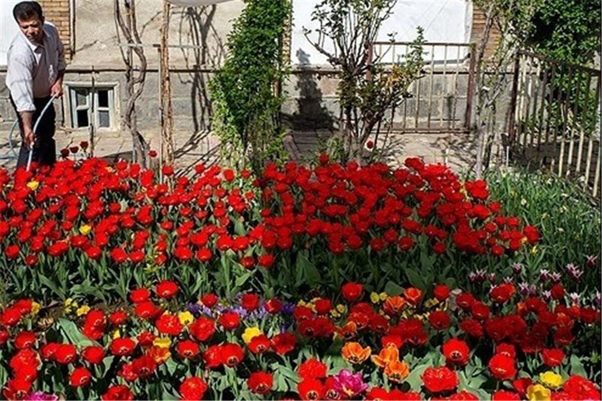 تولید گل‎های آپارتمانی ‌در ‌ گلستان