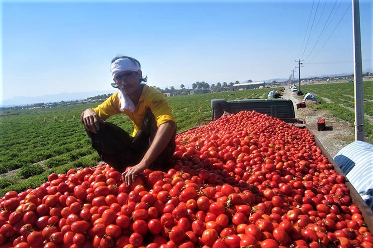 گوجه فرنگی میناب