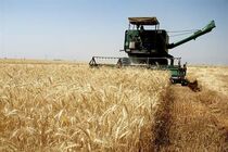 خرید 6200 تن گندم از کشاورزان نکایی