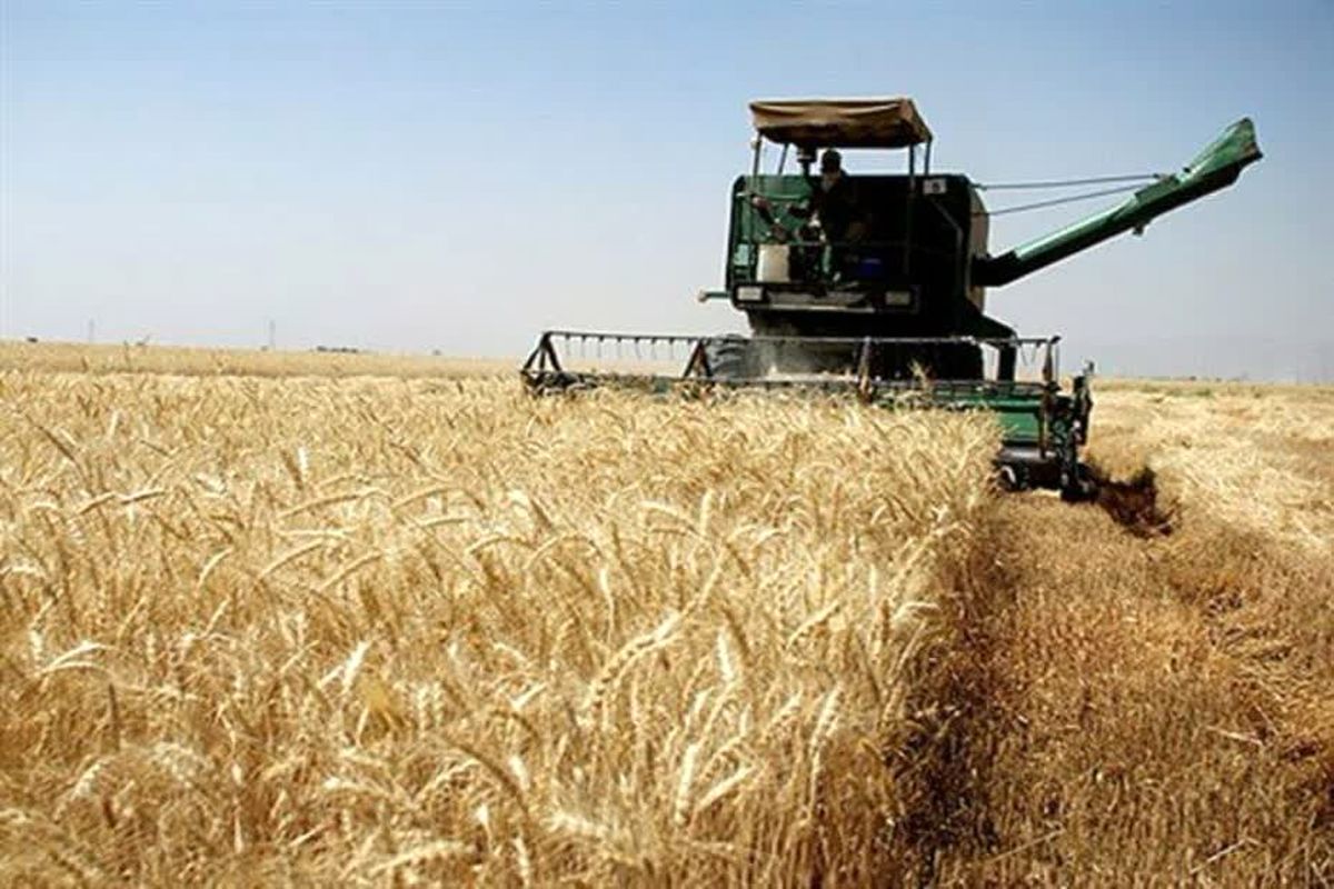 گندم 