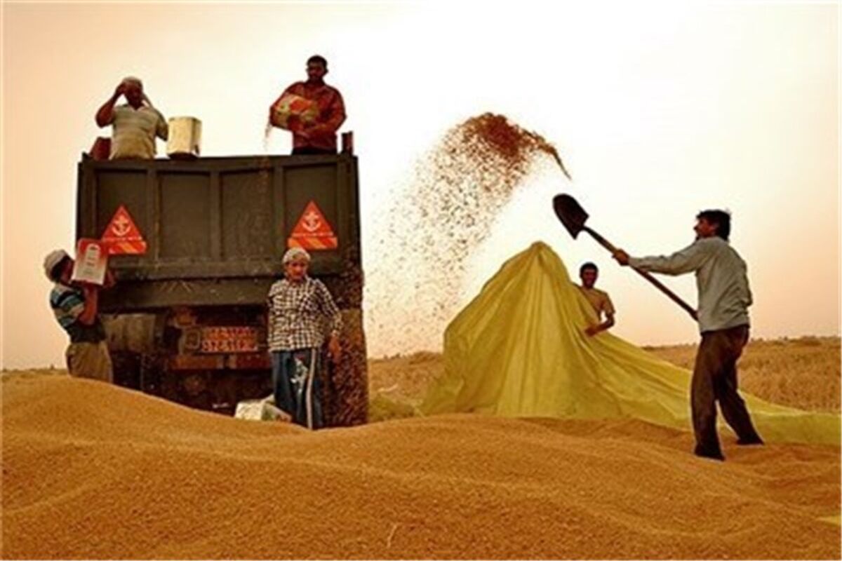 واردات گندم