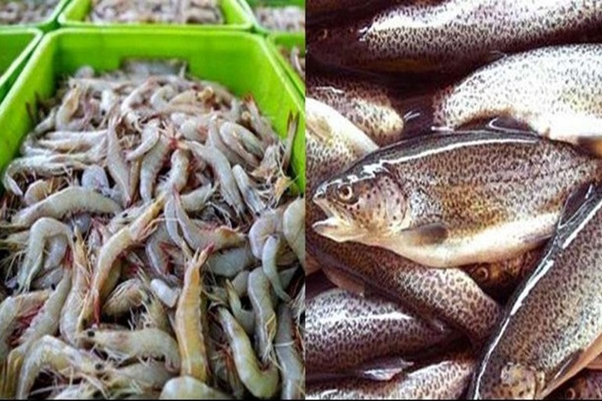 سرانه مصرف ماهی در کرمانشاه