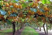 تنکابن در غرب مازندران قطب تولید کیوی در کشور