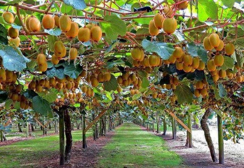 تنکابن در غرب مازندران قطب تولید کیوی در کشور
