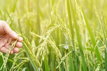 بیش از یک میلیون کود برای کشت پاییزه توزیع شد