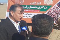صادرات خرما سالانه۴۰۰ میلیون دلار برای کشور ارزآوری دارد