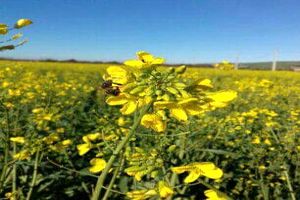  ۸۰ درصد مطالبات کلزاکاران ایلامی پرداخت شد