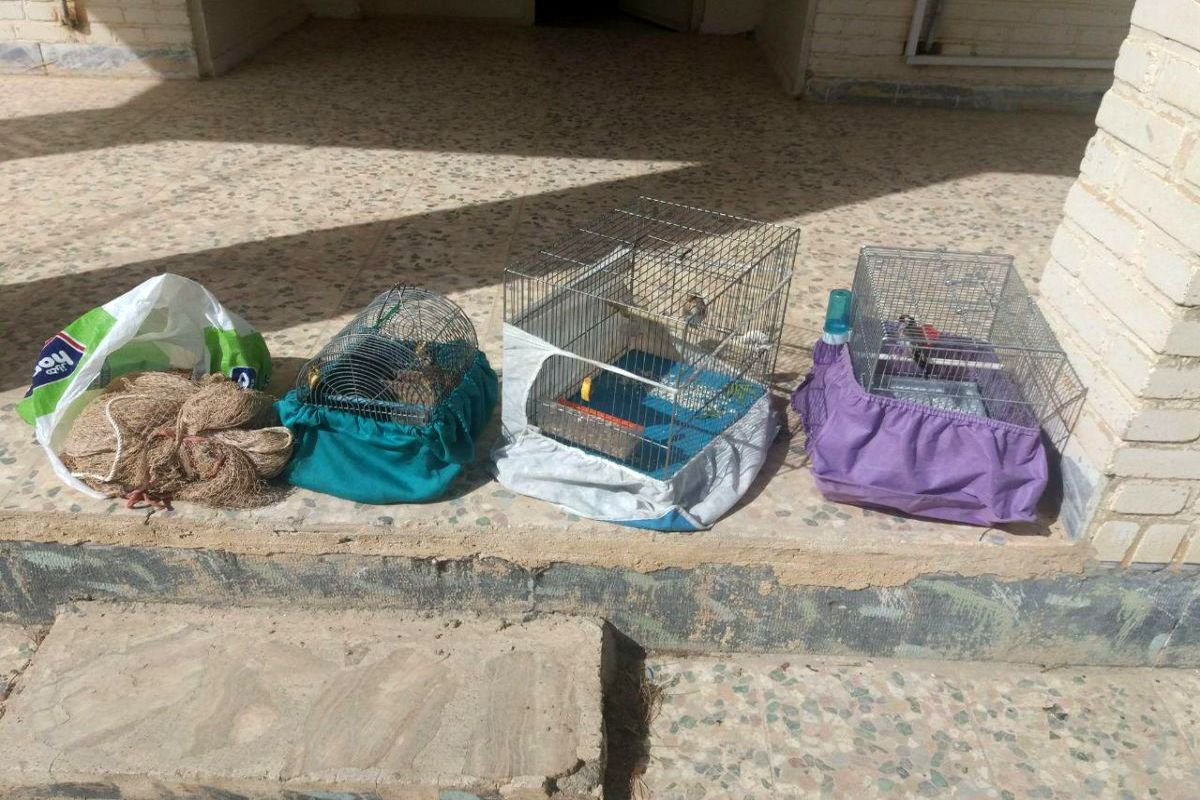 باند سهره گیری در چگنی