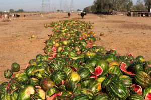 ضایعات بخش کشاورزی نیاز غذایی ۲۷ میلیون نفر را تامین می‌کند