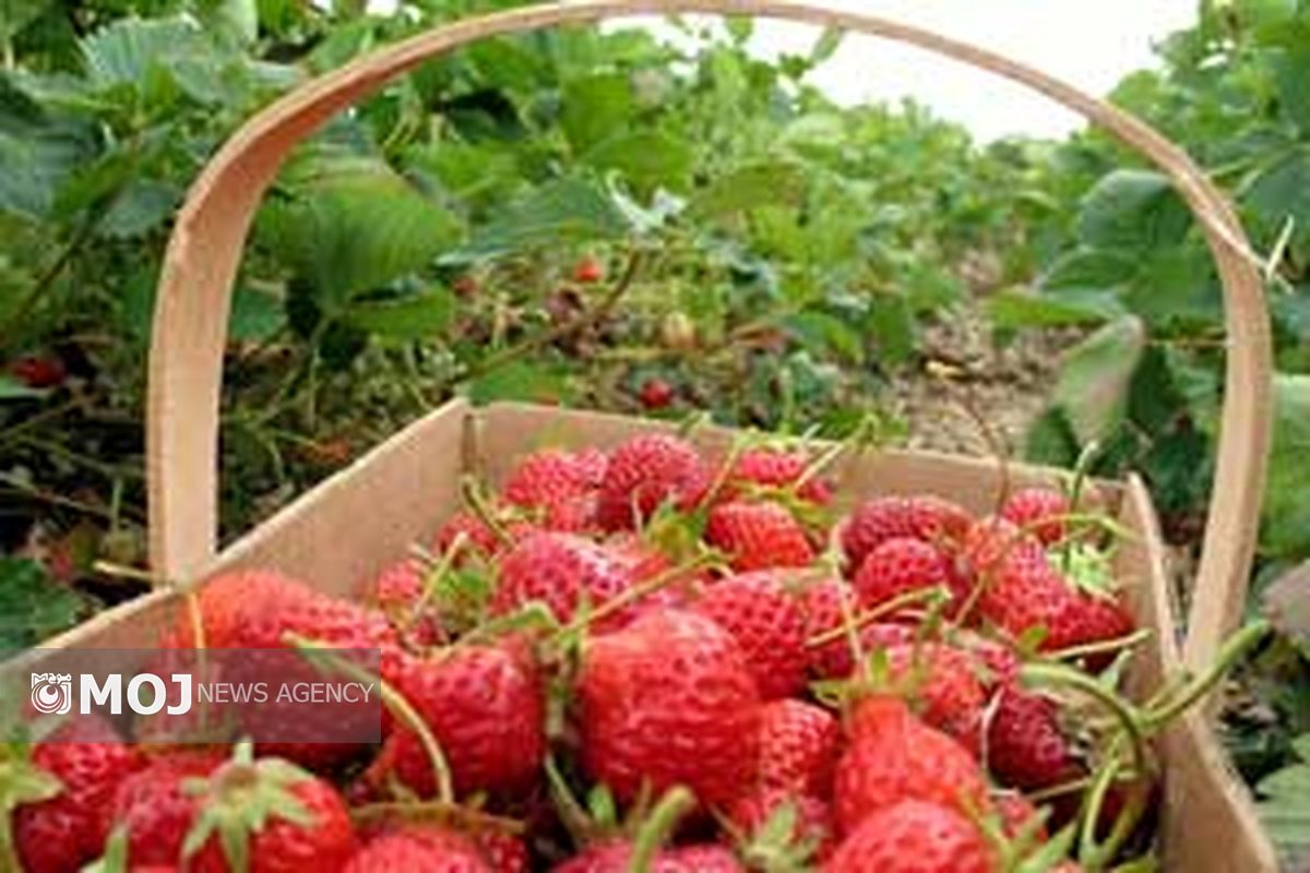 جشنواره توت فرنگی