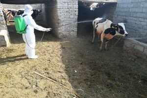 تب کریمه کنگو در قم وجود ندارد