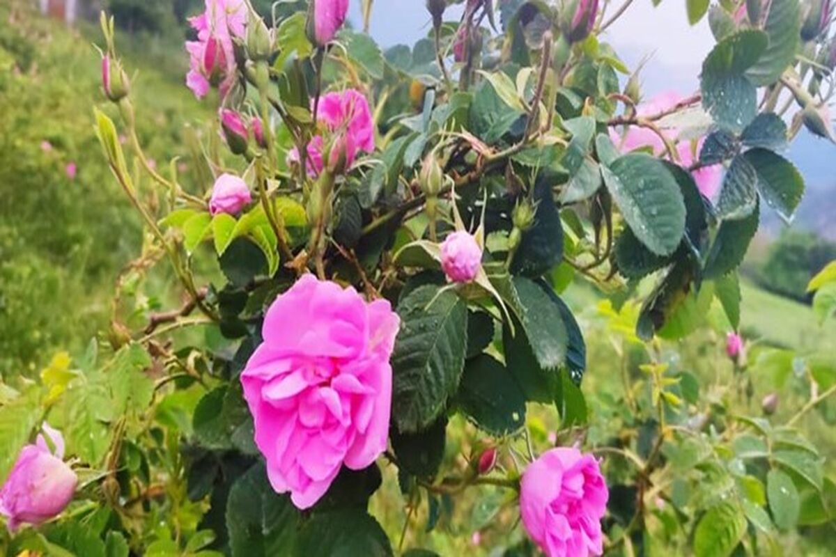باغچه