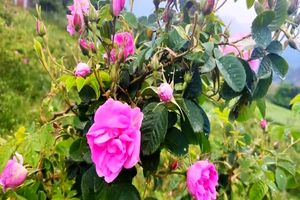 کاشت درختچه گل محمدی در بیش از 100 هکتار فضای سبز شهر قم