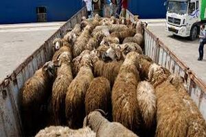 توقیف ۱۵۰ راس دام قاچاق در ایست بازرسی اردبیل - مغان