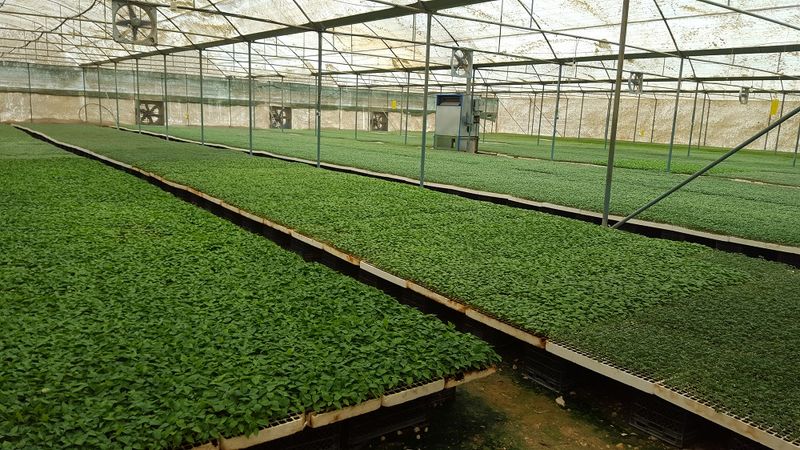 کاهش 30 درصدی کشت نشای گوجه فرنگی در شهرستان بستک