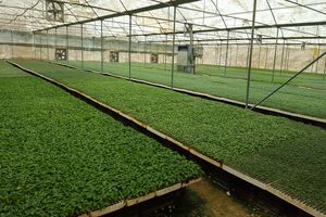 کاهش 30 درصدی کشت نشای گوجه فرنگی در شهرستان بستک