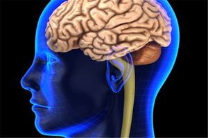 سفر به مغز فشار وارد می کند