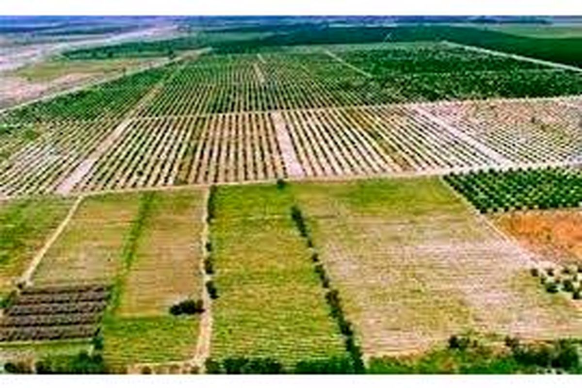 اراضی کشاورزی مازندران