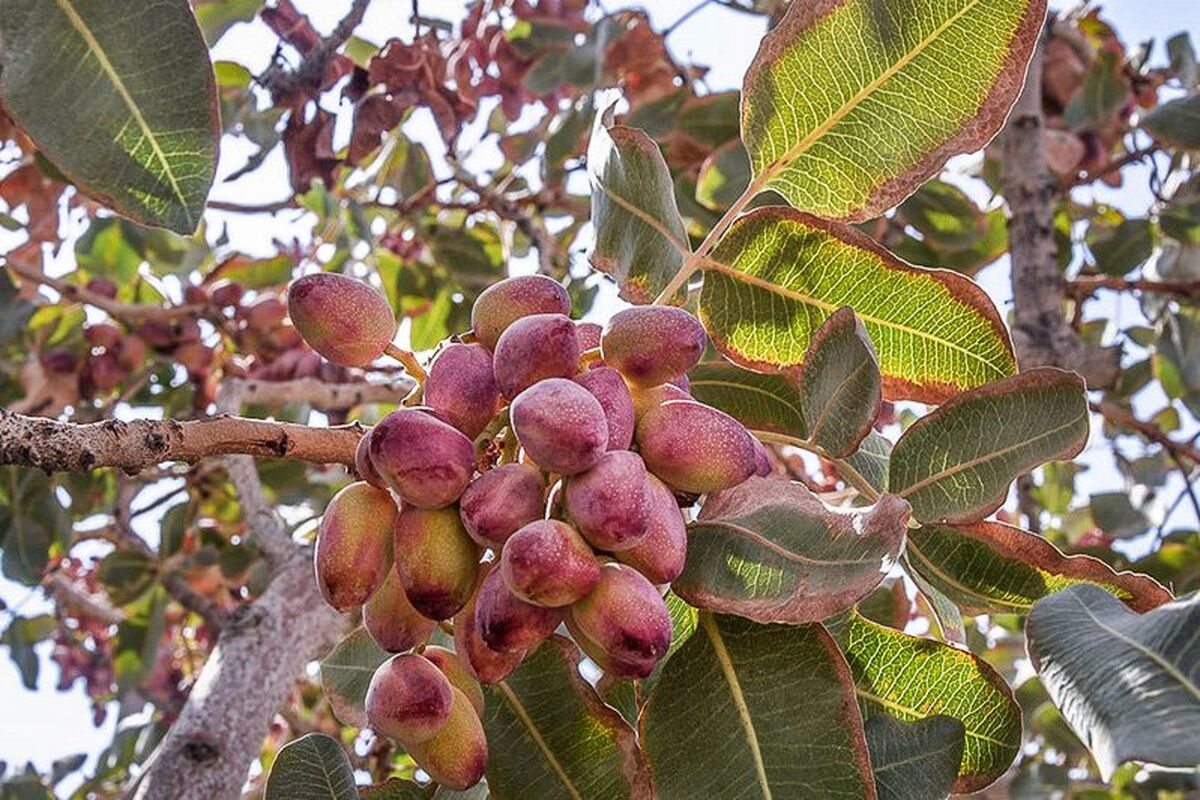 اصفهان- برداشت پسته