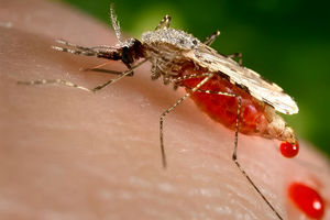 شمار مبتلایان به تب دنگی در هرمزگان به ۲۳۲ نفر رسید