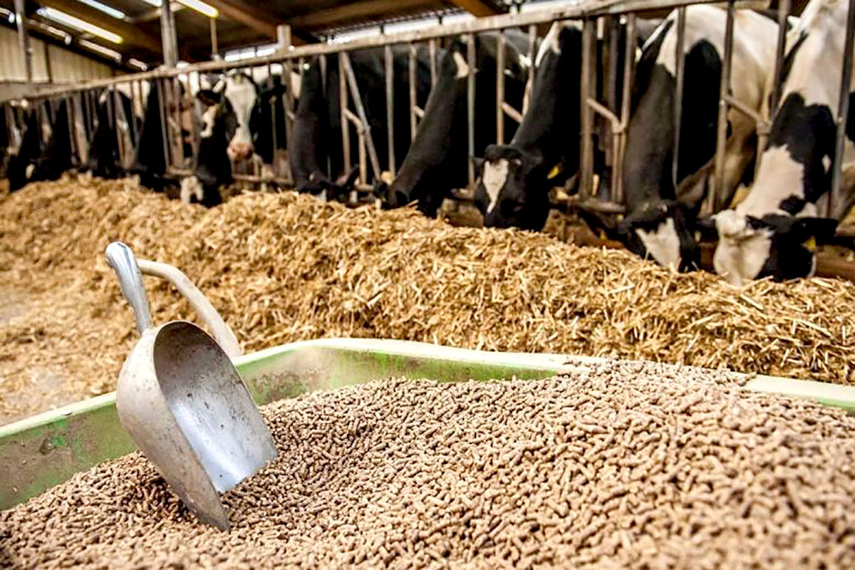  کنسانتره دام سبک