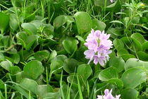 بحران علف هرز سنبل آبی و فروش اینترنتی آن در کشور / سنبل آبی گیاه زینتی نیست