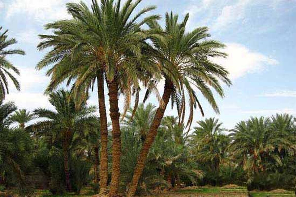 نخلستان