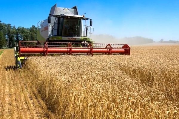 پیش‌بینی می‌شود که امسال ۱۳.۵ میلیون تن گندم برداشت می شود