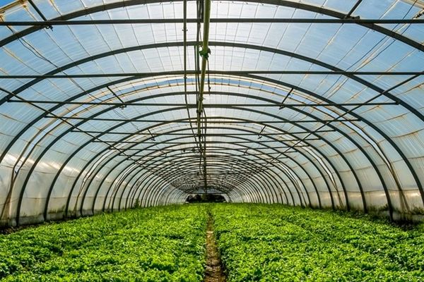 تاکید بر توسعه گلخانه‌ها در برنامه هفتم توسعه/ صادرات ۷۰۰ هزار تن محصولات گلخانه‌ای