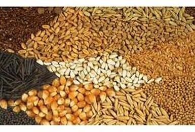 وضعیت مطلوب ذخایر نهاده‌های دامی و محصولات پروتئینی در کشور