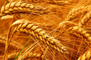 رشد ۲۲ درصدی جمع آوری زکات در کردستان