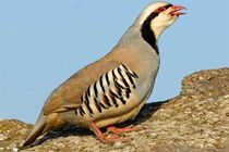 فروشنده پرندگان وحشی در پیاده‌راه‌های تهران بازداشت شد