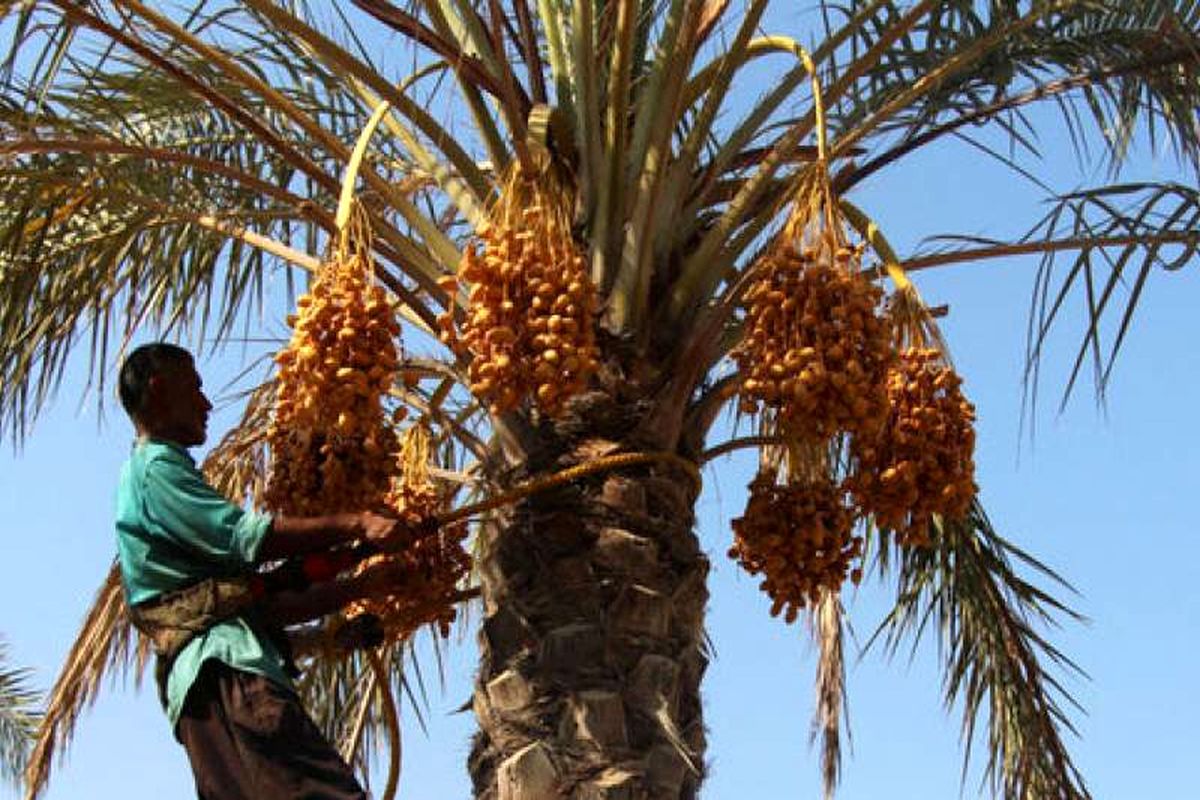 نخلستان های هرمزگان