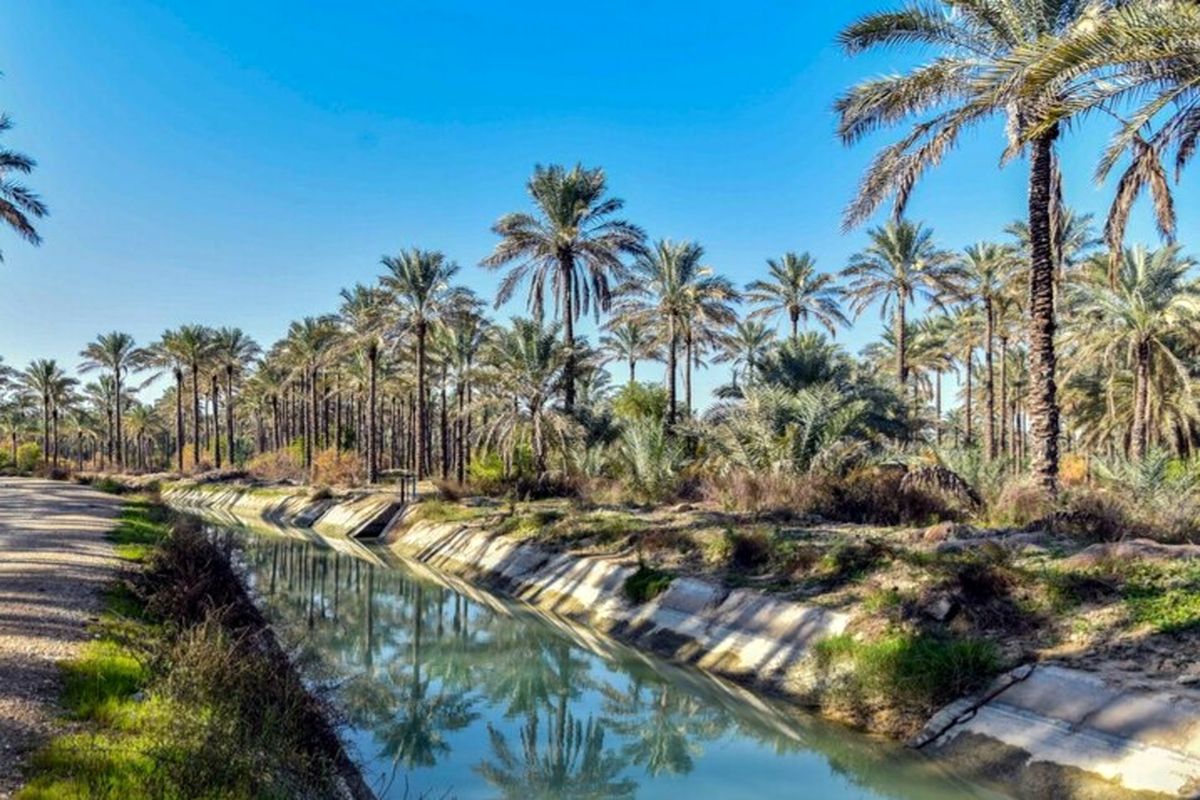 نخلستان های هرمزگان