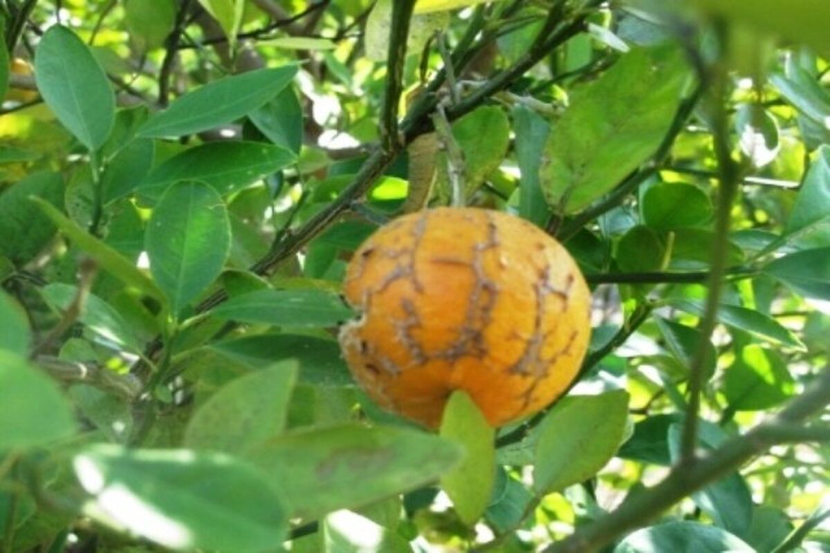 مرکبات