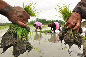 با عاملین کشت محصولات آب‌دوست در لرستان برخورد شود