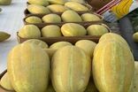 سهم ۸۰ درصدی بازارهای داخلی و خارجی از خربزه تربت جام