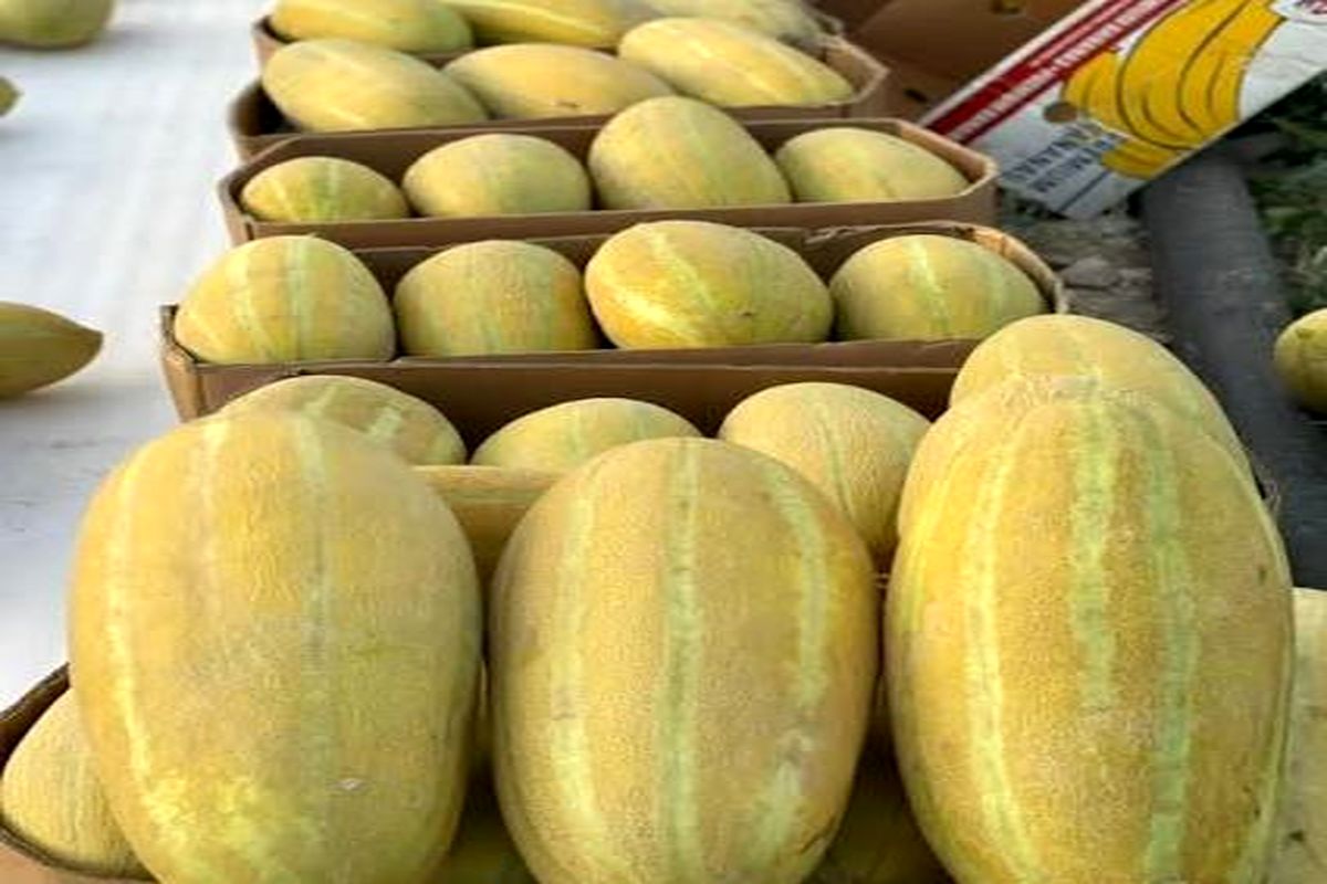 برداشت خربزه در تربت جام