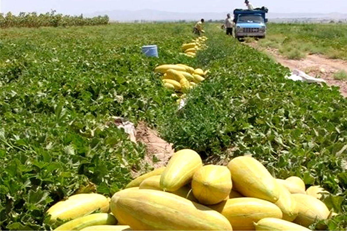 برداشت خربزه در خواف