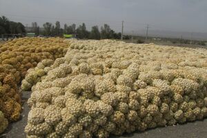 خرید توافقی پیاز در هرمزگان آغاز شد