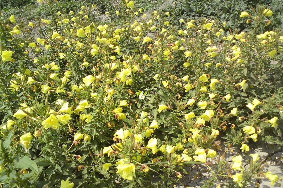 گیاهان داروئی
