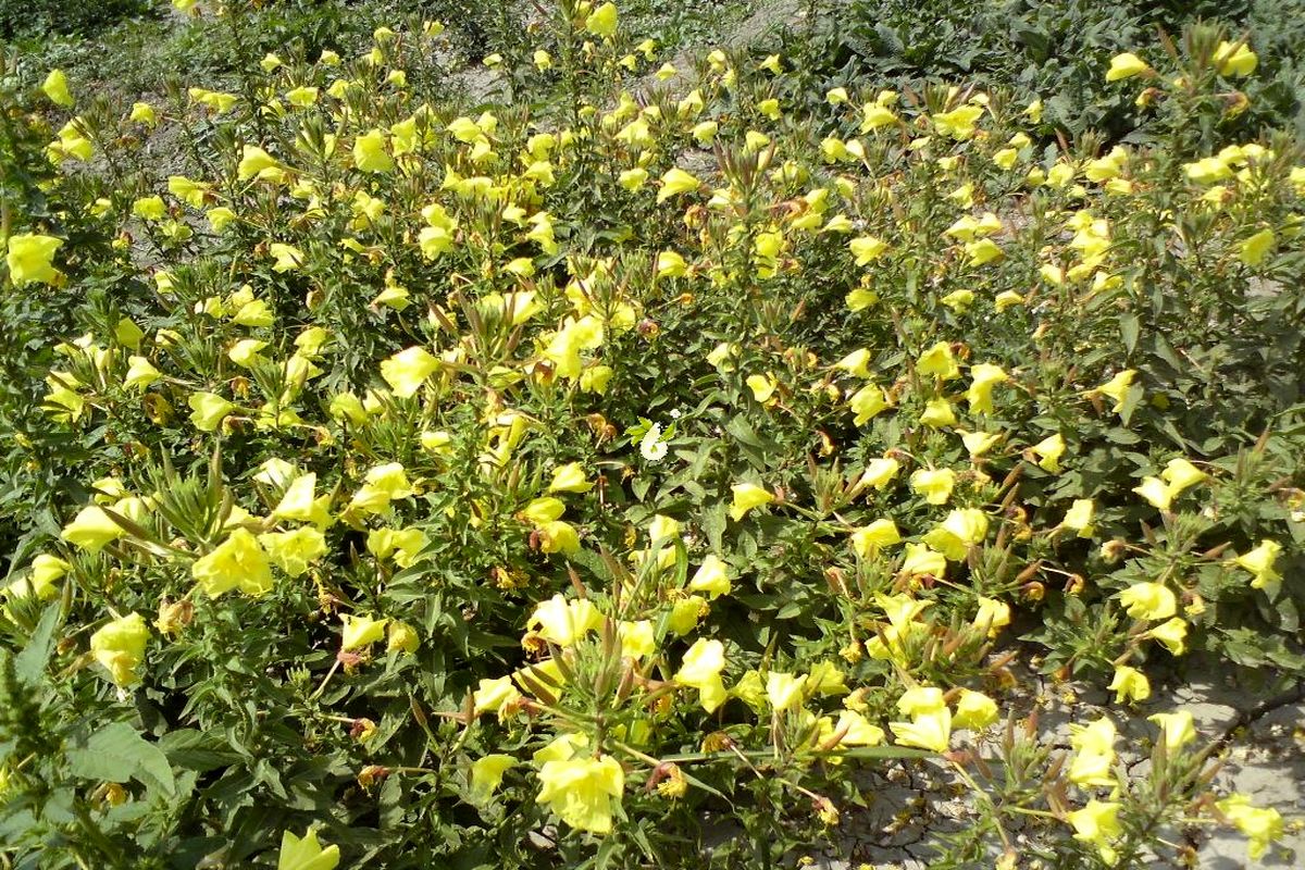 گیاهان داروئی