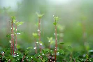 ورود سامانه بارشی جدید به کشور طی 24 ساعت آینده