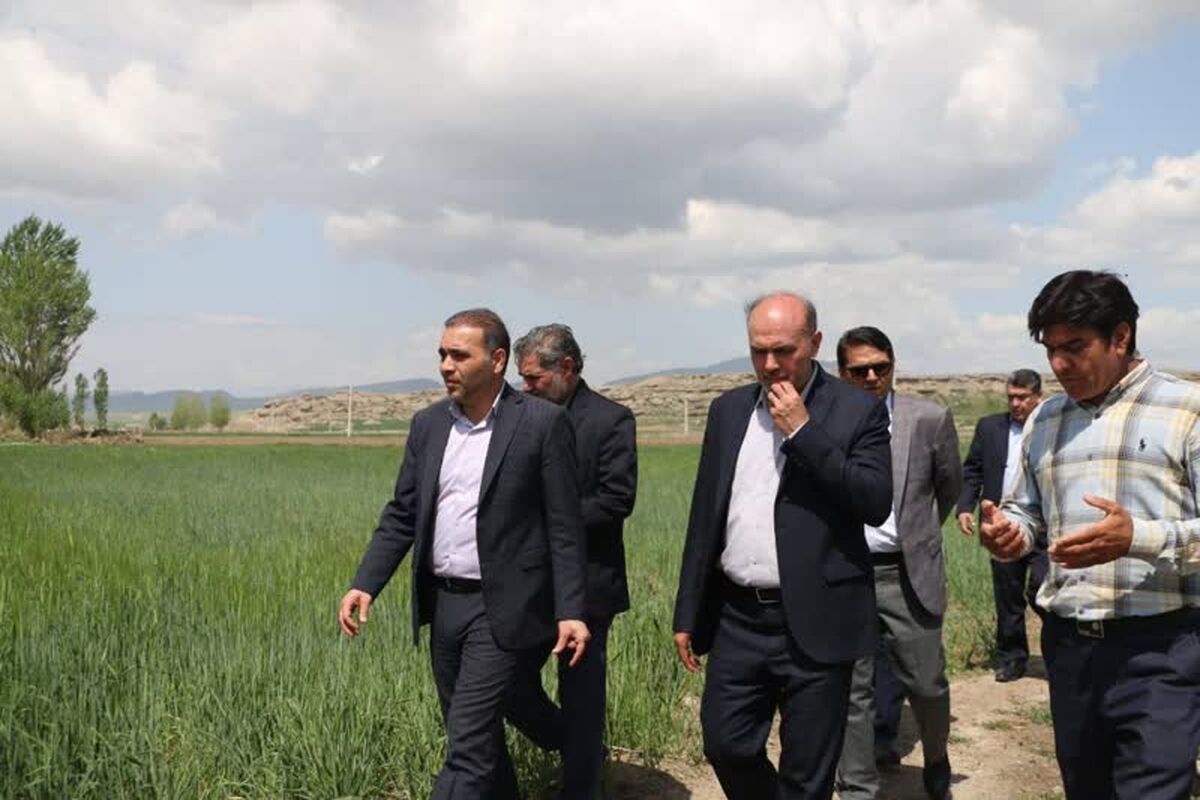 شیلات