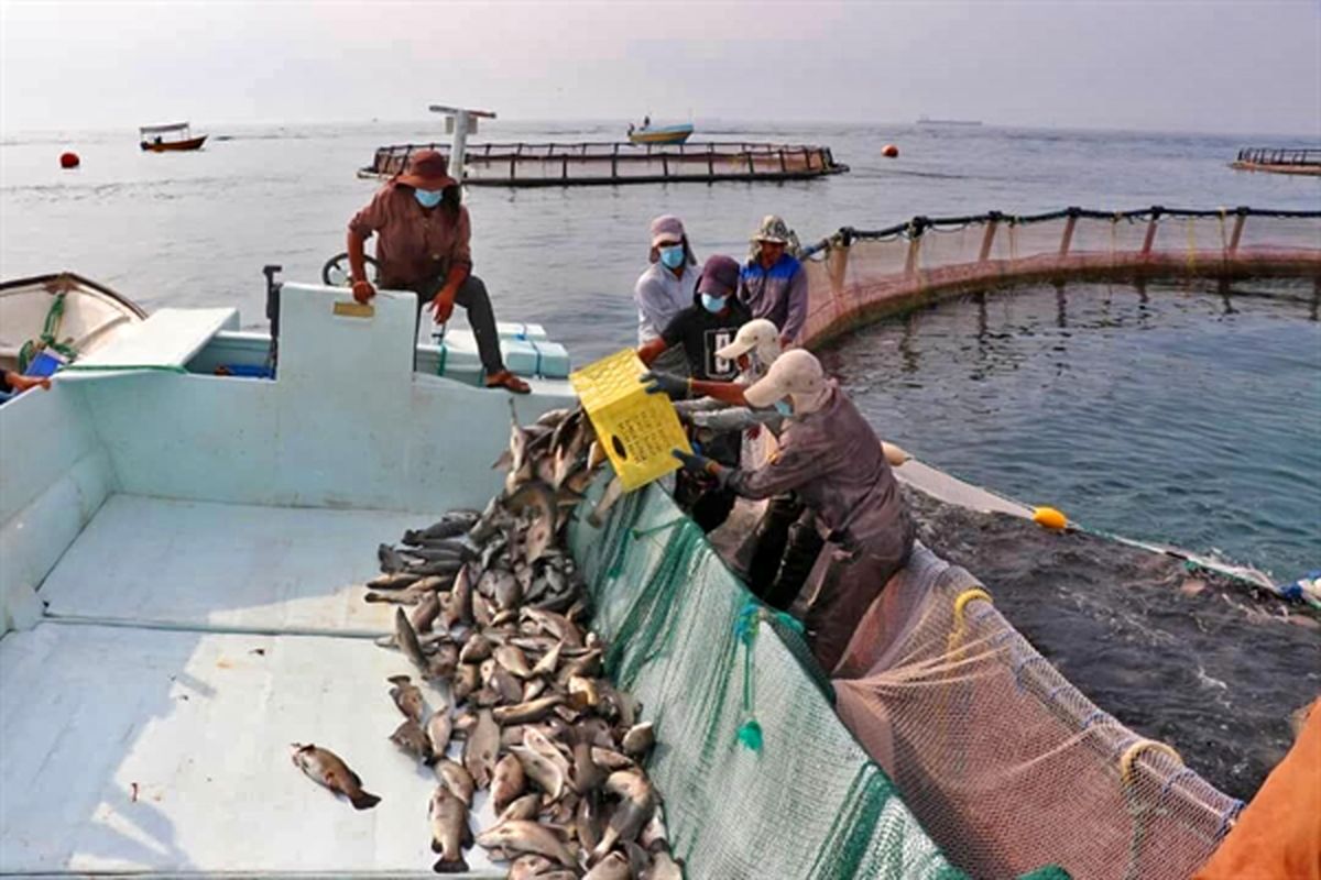 بانک کشاورزی