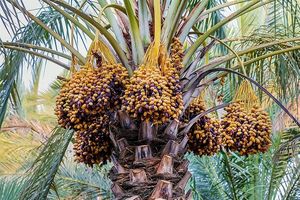 ظرفیت صادرات نیم میلیارد دلاری خرما در کشور / امکان عرضه مستقیم خرما برای ماه رمضان وجود دارد