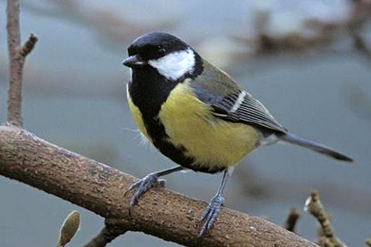 کولکاپیس کامبوزیا پرتوی