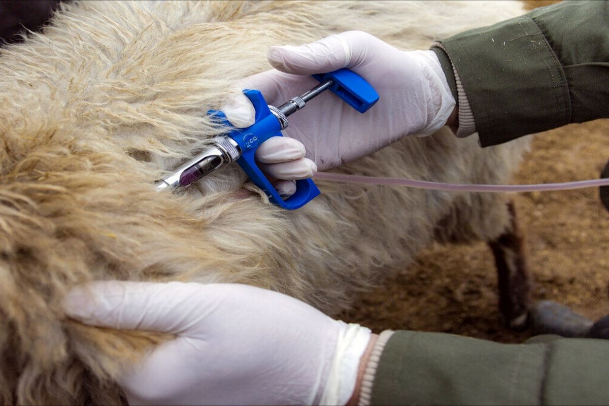  واکسینه دام