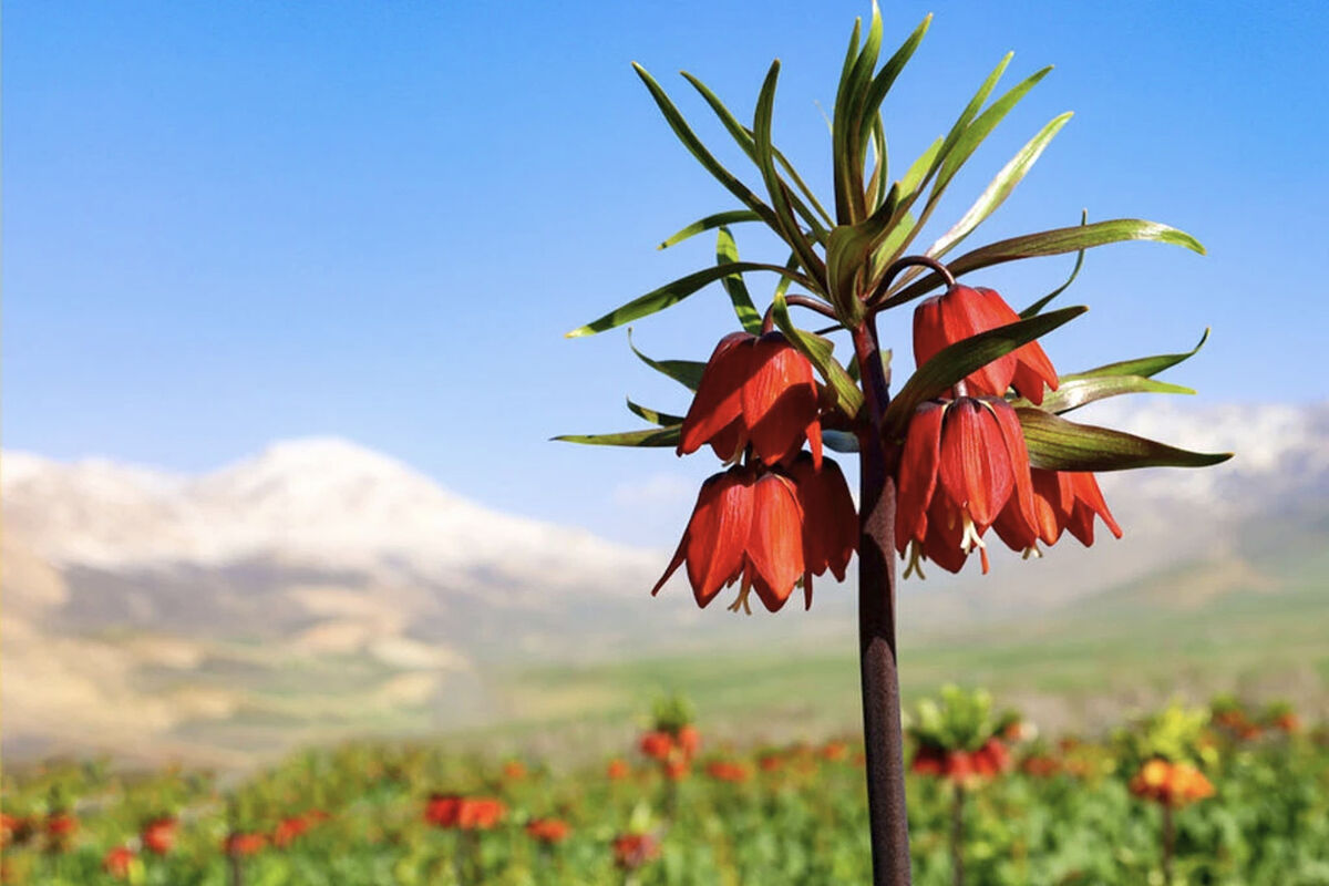 ایرانسل